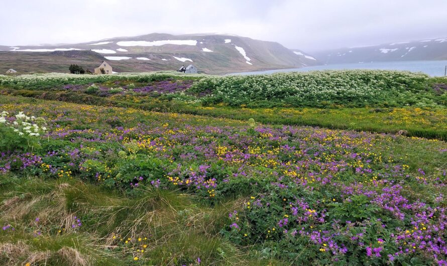 Eiseskälte in Isafjordur