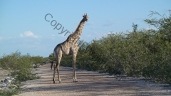 Namibia - Etosha NP