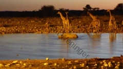 Namibia - Etosha NP