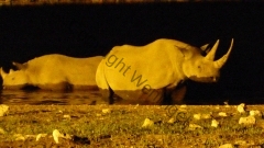 Namibia - Etosha NP