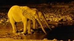 Namibia - Etosha NP