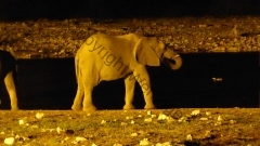 Namibia - Etosha NP