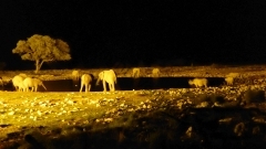 Namibia - Etosha NP