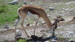 Namibia - Etosha NP