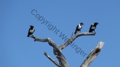 Namibia - Etosha NP