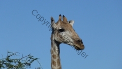 Namibia - Etosha NP