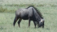 Namibia - Etosha NP