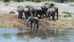 Namibia - Etosha NP