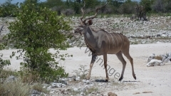 Namibia - Etosha NP