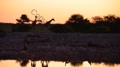 Namibia - Etosha NP