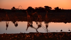 Namibia - Etosha NP