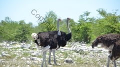 Namibia - Etosha NP