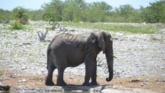 Namibia - Etosha NP