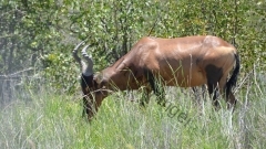 Namibia - Etosha NP