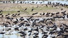 Namibia - Etosha NP