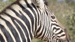 Namibia - Etosha NP